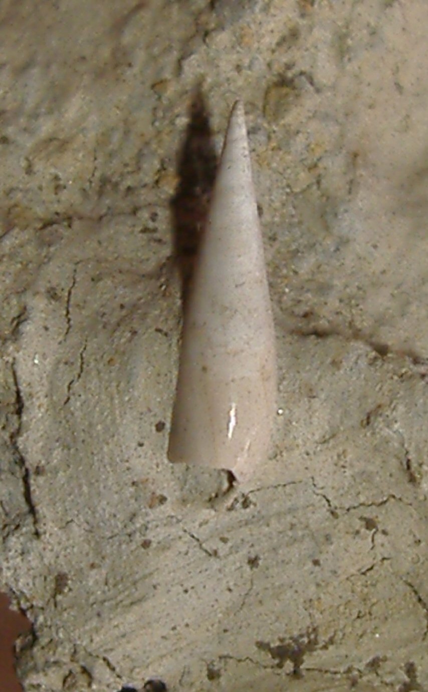 Eulima glabra (Da Costa, 1778) - Pliocene